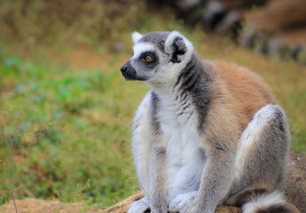 Naklejka na ściany i meble The ring-tailed lemur (Lemur catta) is a large strepsirrhine primate and the most recognized lemur due to its long, black and white ringed tail.