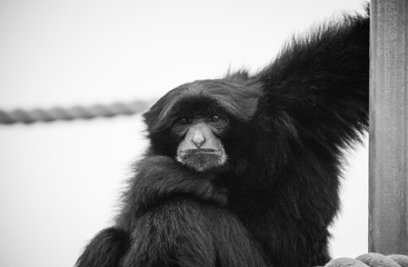 The siamang (Symphalangus syndactylus) is an arboreal black-furred gibbon