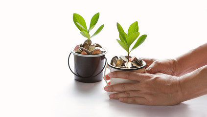 Hands protect growing plant of coins represented saving money growing up. Business, finance and banking concept