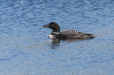 Common Loon
