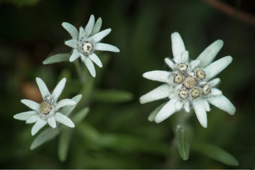 Edelweiss Trio (Leontopodium alpinum)