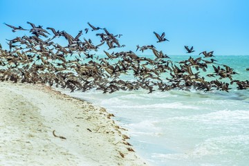 Fototapeta premium AL VUELO