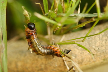 Sawfly Larvae Caterpillar