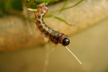 Larvae Caterpillar stage of a Sawfly