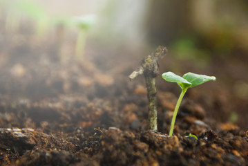 Young Plant Growing From The Ground