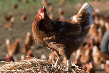 Freerange Chook