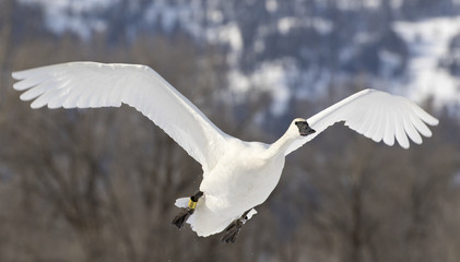 Trumpeter swan flies over pond in Jackson Hole Wyoming