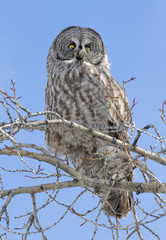 Great grey owl on branch of tree with bright blue sky background