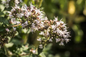 close up of a honey bee extracting nectar form the blooms on a oregano plant in organic garden