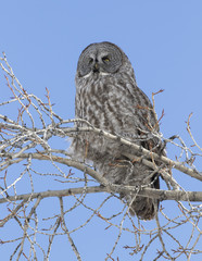Great grey owl on branch of tree with bright blue sky background