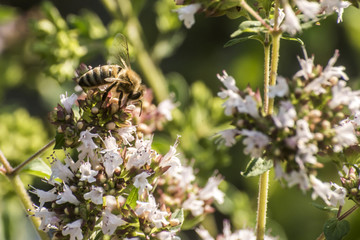 close up of a honey bee extracting nectar form the blooms on a oregano plant in organic garden