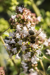 close up of a honey bee extracting nectar form the blooms on a oregano plant in organic garden