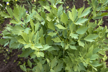 lovage in the garden green leaves, Levisticum officinale