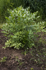 lovage in the garden green leaves, Levisticum officinale