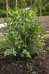 lovage in the garden green leaves, Levisticum officinale