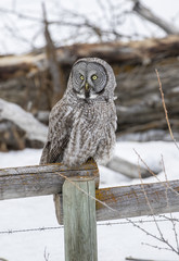 Great grey owl on fence post hunting food