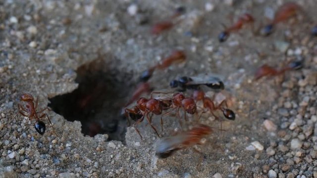 Red and Black winged ants