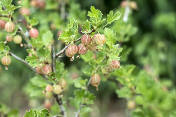 Fresh gooseberries on branch of gooseberry bush in the fruit garden organic growing
