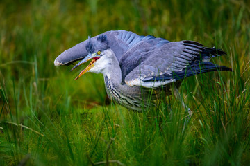 Grey heron (Ardea cinerea)