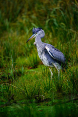 Grey heron (Ardea cinerea)