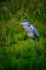 Grey heron (Ardea cinerea)