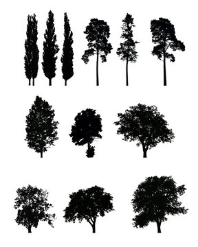 Set of realistic vector silhouettes of trees, isolated on white background
