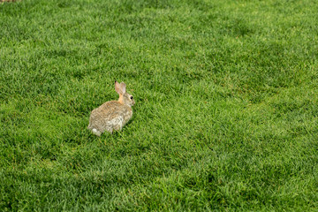 Rabbit on a Green Grass