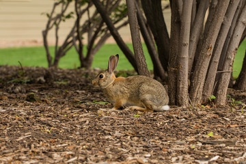 Rabbit