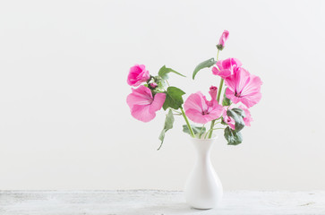 mallow in vase on white background