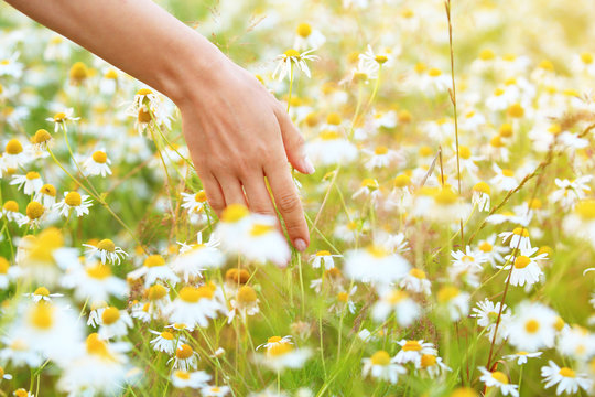 Fototapeta Woman hand touching white meadow 