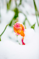 Pink and Orange Tulip under Snow
