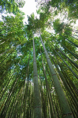 京都　嵯峨野の竹林