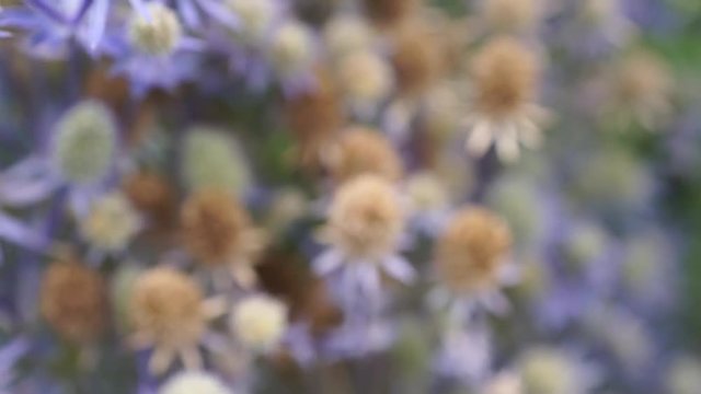 Silberdistel K&uuml;chen Kraut 