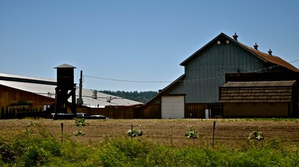 Obraz premium Farm / Dotted along the highways of Washington State are farms.