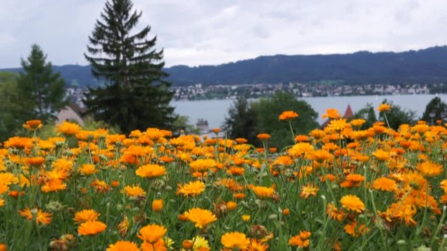 Z&uuml;rich see mit dem Blick auf Uetliberg von Zollikon 