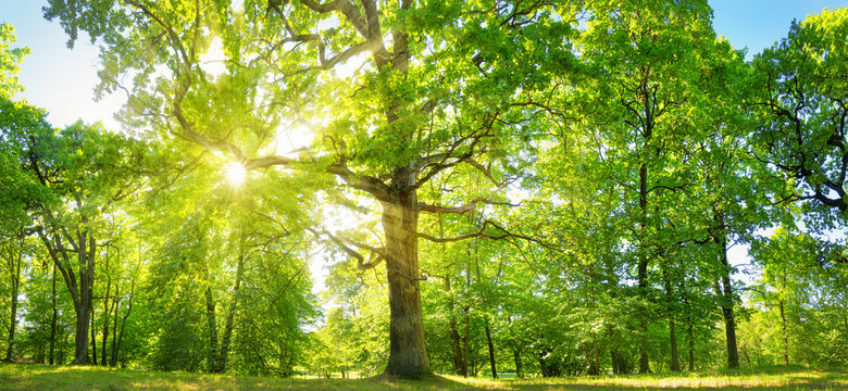 Fototapeta old oak tree foliage in morning light with sunlight