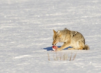 Coyote with cache of meat on white snow meadow