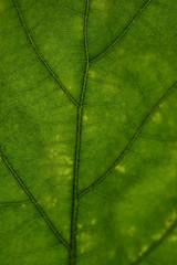 Oak leaf