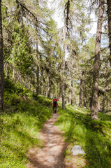 Fototapeta premium Maloja, via Engiadina, Wanderweg, Höhenweg, Wanderer, Wald, Waldweg, Arve, Lärchenwald, Grevasalvas, Sils, Oberengadin, Alpen, Graubünden, Sommer, Schweiz