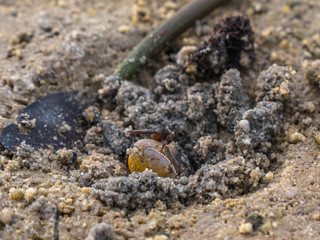 colorful crabs living on the beach
