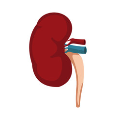 Kidneys of healthy person. Internal organs. Isolated on white vector illustration