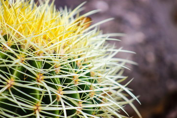 Close up image of sharp cactus needles