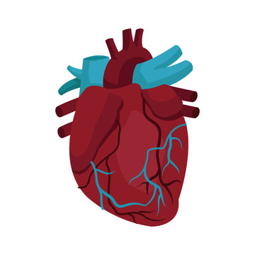 Anatomy of the human heart medical illustration