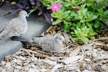 The zebra dove (Geopelia striata) also known as barred ground dove, is a bird of the dove family, Columbidae, native to Southeast Asia.