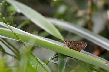 Butterfly from the Taiwan (Ochlodes niitakanus)Taiwan ocher butterfly 