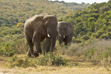 Fototapeta premium two huge african elephants walking through low bush