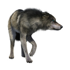 3D Illustration Gray Wolf on White