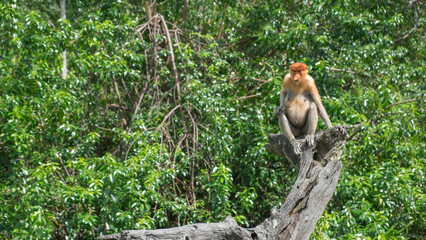 Adult female proboscis monkeys sitting on the wood alone. Jungle trees on background Labuk bay, Sabah, Borneo island. Travel Malaysia