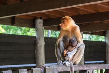 Proboscis monkey with baby monkey sitting on the wood. Adult female monkey playing with infant, Labuk bay, Sabah, Borneo island. Travel Malaysia