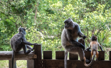 Back view of silvery lutung monkeys sitting on the wooden fence. Curious monkey cub looking to the jungle. Labuk bay, Sabah, Borneo island. Travel Malaysia